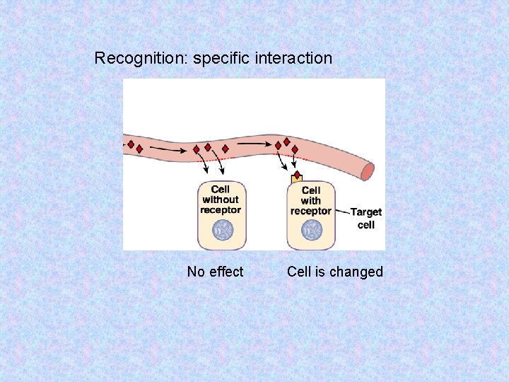 Recognition: specific interaction No effect Cell is changed 