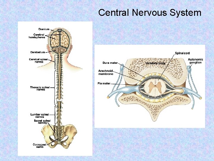 Central Nervous System 