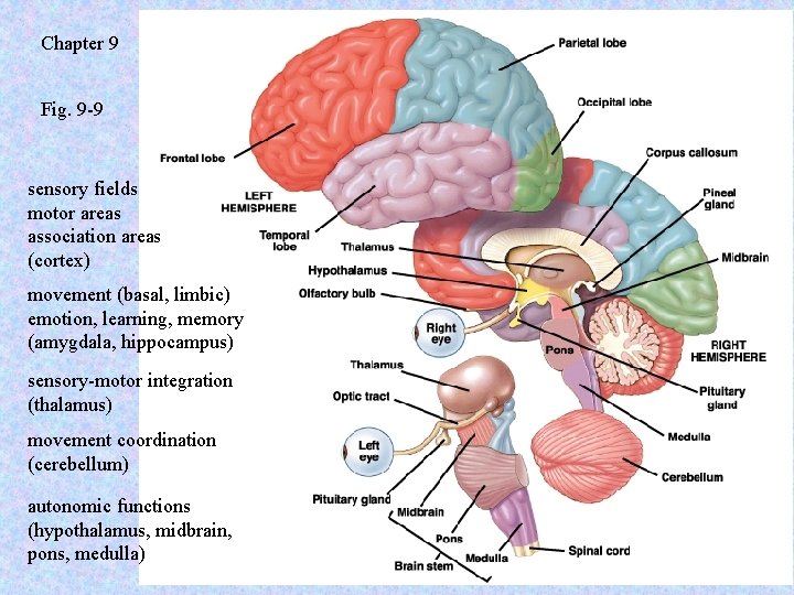 Chapter 9 Fig. 9 -9 sensory fields motor areas association areas (cortex) movement (basal,