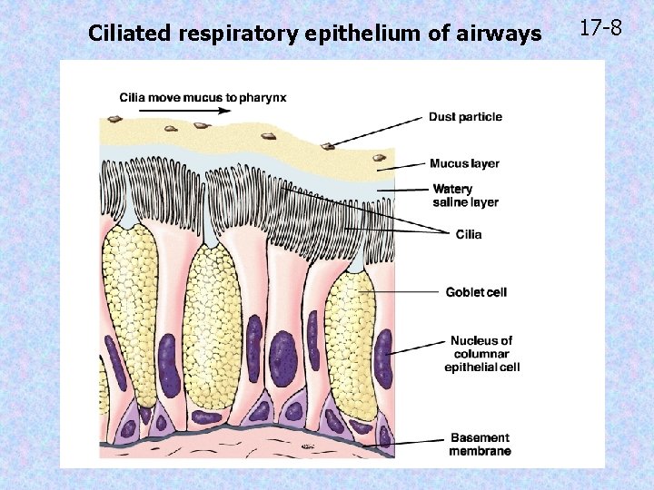 Ciliated respiratory epithelium of airways 17 -8 