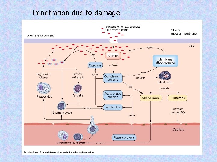 Penetration due to damage 