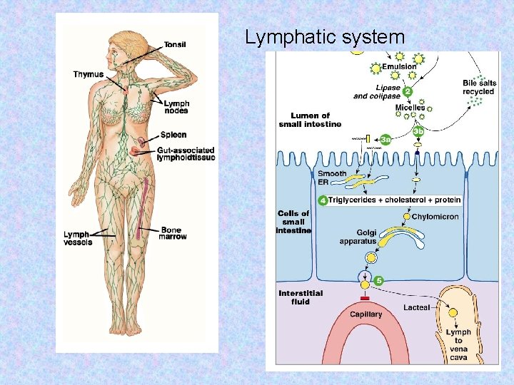 Lymphatic system 
