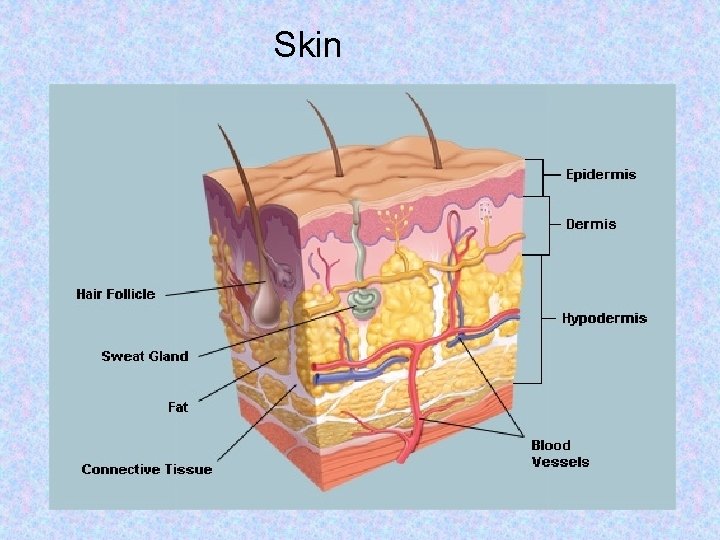 Skin 
