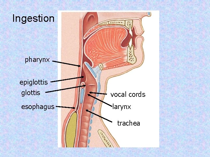 Ingestion pharynx epiglottis vocal cords esophagus larynx trachea 