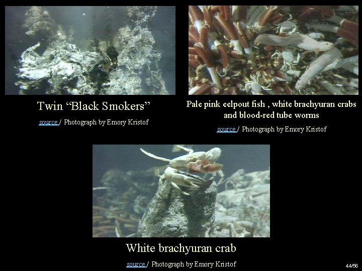 Twin “Black Smokers” source / Photograph by Emory Kristof Pale pink eelpout fish ,