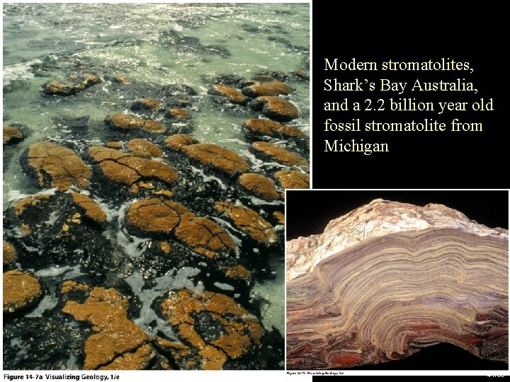 Modern stromatolites, Shark’s Bay Australia, and a 2. 2 billion year old fossil stromatolite