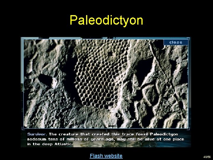 Paleodictyon Flash website 48/56 