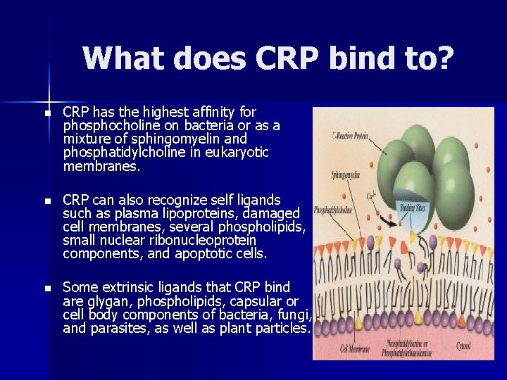 What does CRP bind to? n CRP has the highest affinity for phosphocholine on