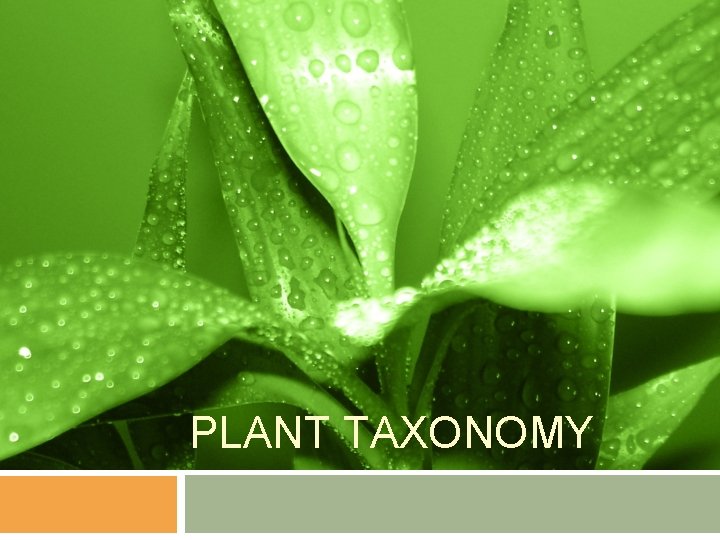 PLANT TAXONOMY 