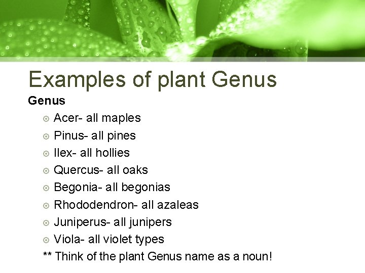 Examples of plant Genus Acer- all maples Pinus- all pines Ilex- all hollies Quercus-