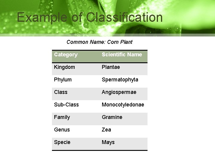 Example of Classification Common Name: Corn Plant Category Scientific Name Kingdom Plantae Phylum Spermatophyta