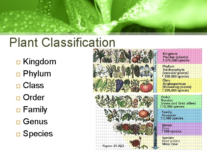 Plant Classification Kingdom Phylum Class Order Family Genus Species 