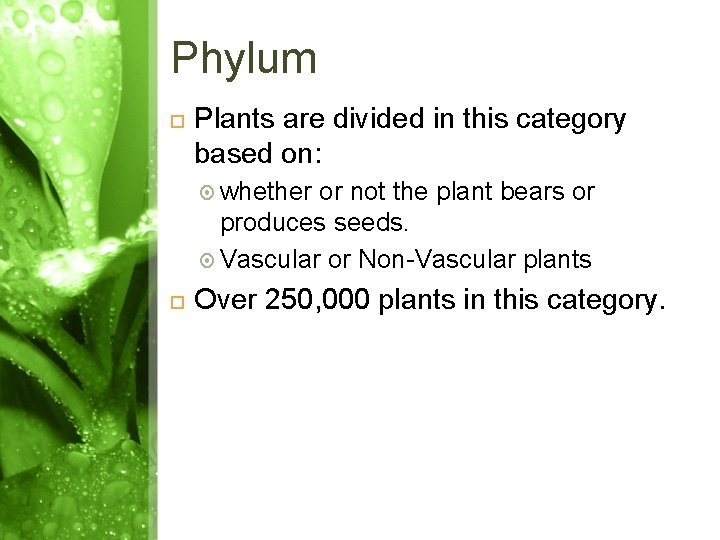 Phylum Plants are divided in this category based on: whether or not the plant