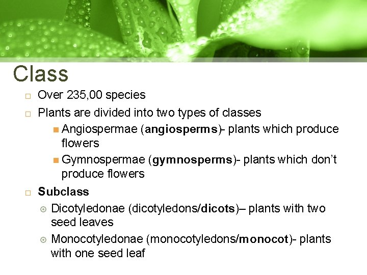 Class Over 235, 00 species Plants are divided into two types of classes Angiospermae