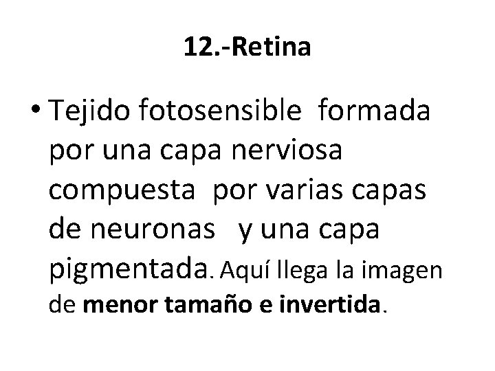 12. -Retina • Tejido fotosensible formada por una capa nerviosa compuesta por varias capas
