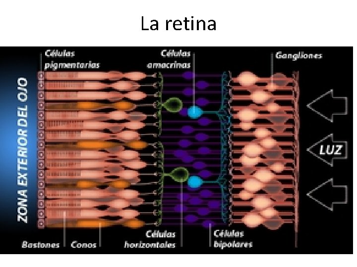 La retina 