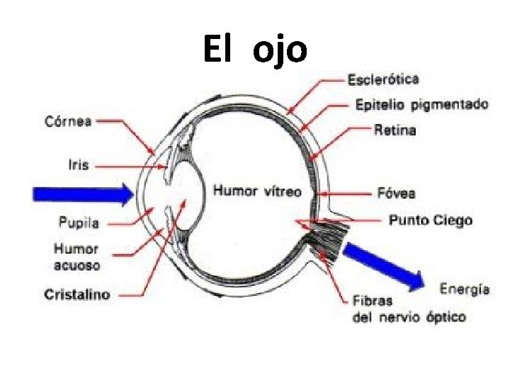 El ojo 