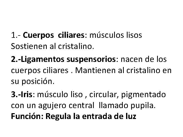 1. - Cuerpos ciliares: músculos lisos Sostienen al cristalino. 2. -Ligamentos suspensorios: nacen de