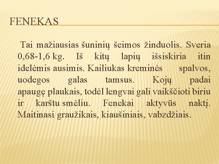FENEKAS Tai mažiausias šuninių šeimos žinduolis. Sveria 0, 68 -1, 6 kg. Iš kitų