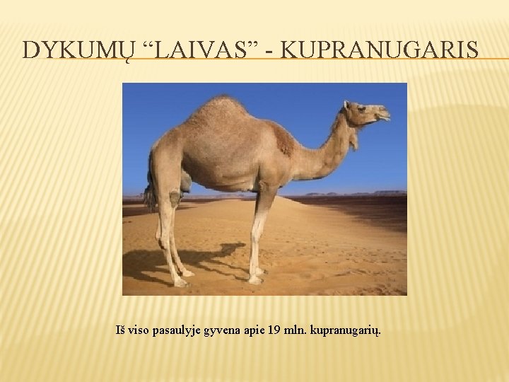 DYKUMŲ “LAIVAS” - KUPRANUGARIS Iš viso pasaulyje gyvena apie 19 mln. kupranugarių. 