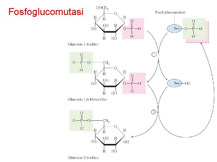 Fosfoglucomutasi 