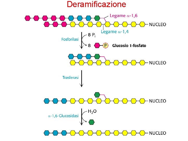 Deramificazione 