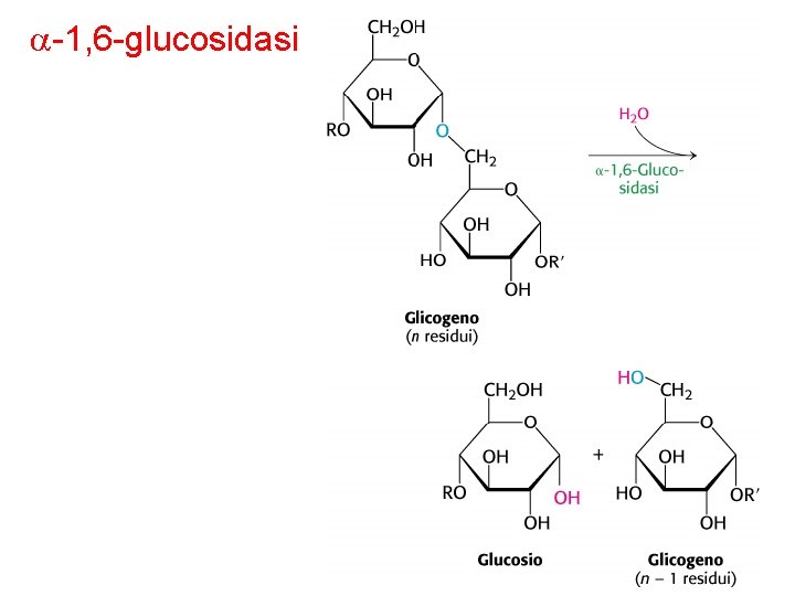  -1, 6 -glucosidasi 