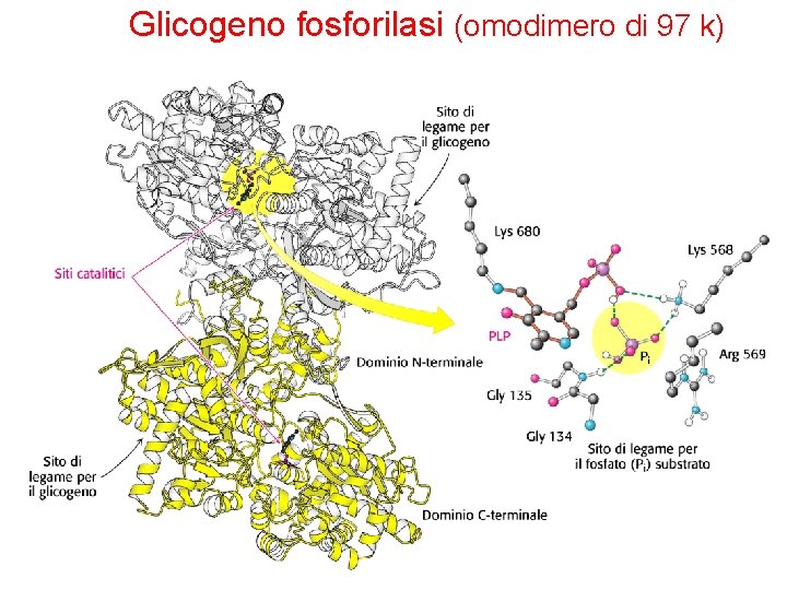 Glicogeno fosforilasi (omodimero di 97 k) 