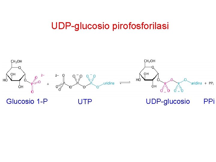 UDP-glucosio pirofosforilasi Glucosio 1 -P UTP UDP-glucosio PPi 