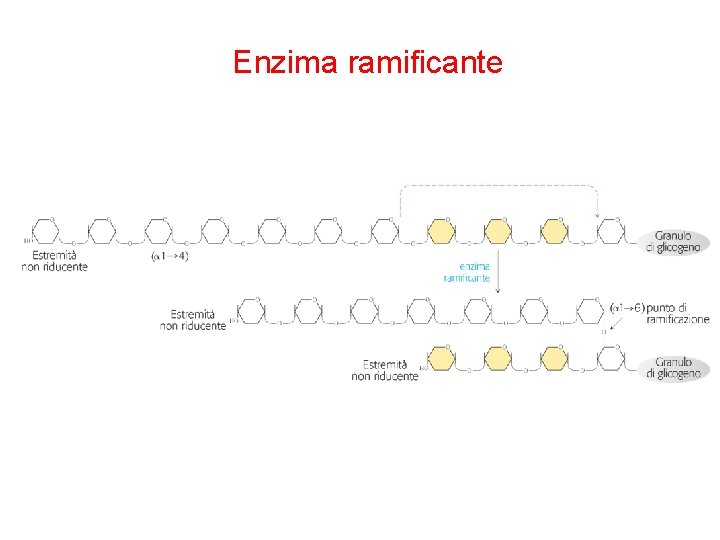 Enzima ramificante 