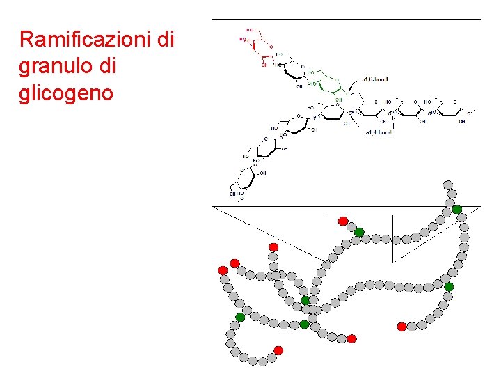 Ramificazioni di granulo di glicogeno 