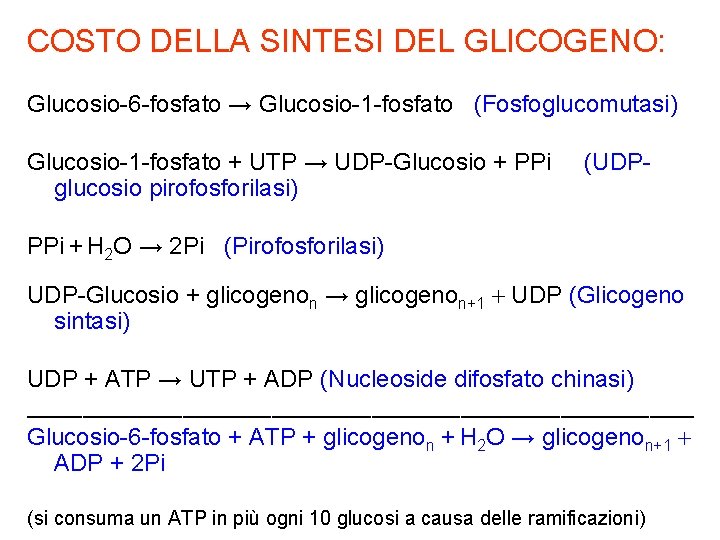 COSTO DELLA SINTESI DEL GLICOGENO: Glucosio-6 -fosfato → Glucosio-1 -fosfato (Fosfoglucomutasi) Glucosio-1 -fosfato +