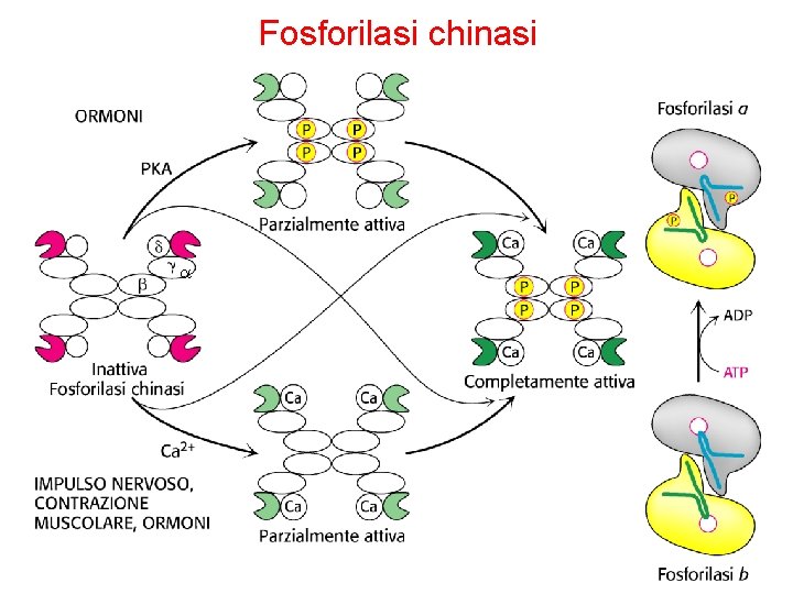 Fosforilasi chinasi 