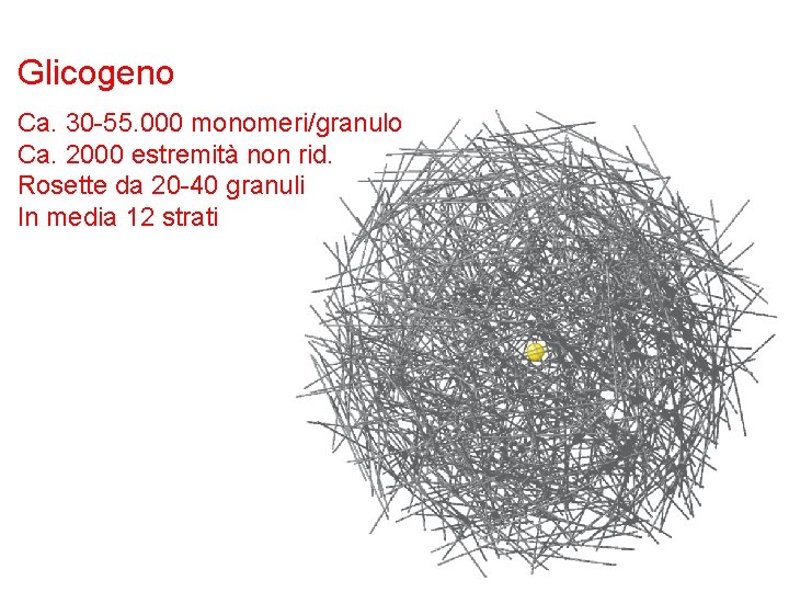 Glicogeno Ca. 30 -55. 000 monomeri/granulo Ca. 2000 estremità non rid. Rosette da 20