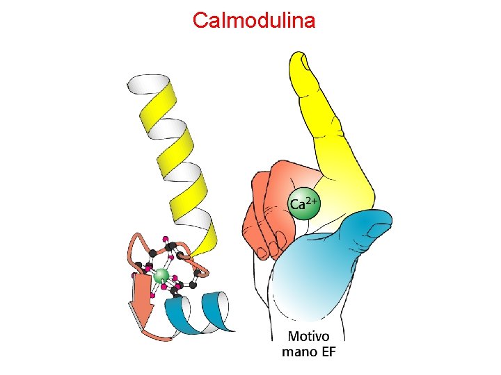 Calmodulina 