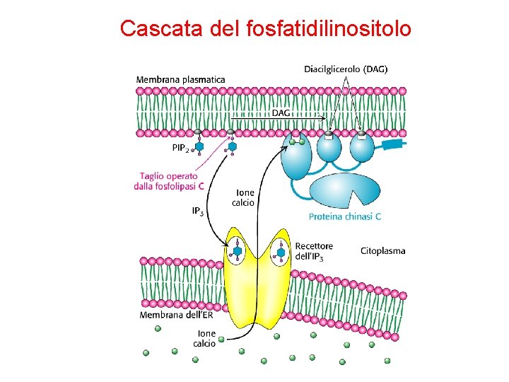 Cascata del fosfatidilinositolo 