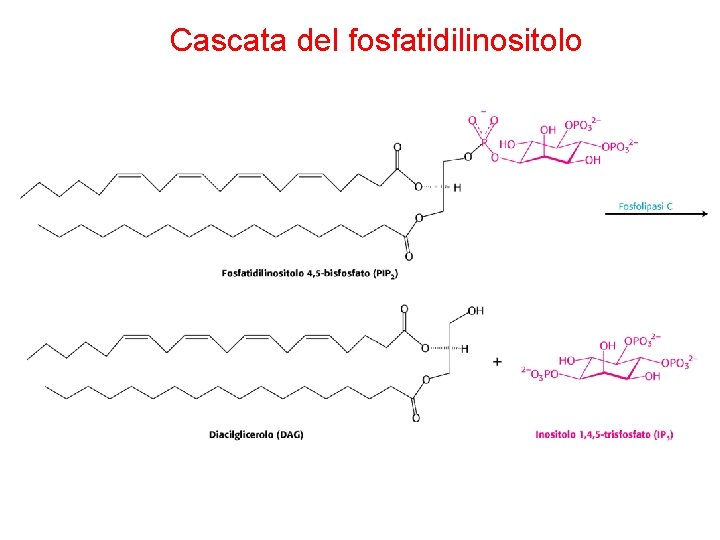 Cascata del fosfatidilinositolo 
