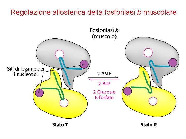 Regolazione allosterica della fosforilasi b muscolare 