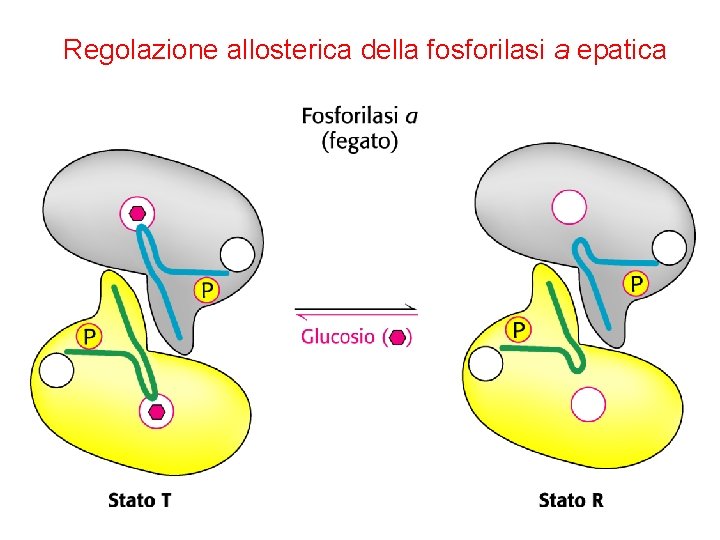 Regolazione allosterica della fosforilasi a epatica 