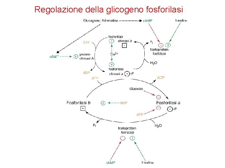 Regolazione della glicogeno fosforilasi 