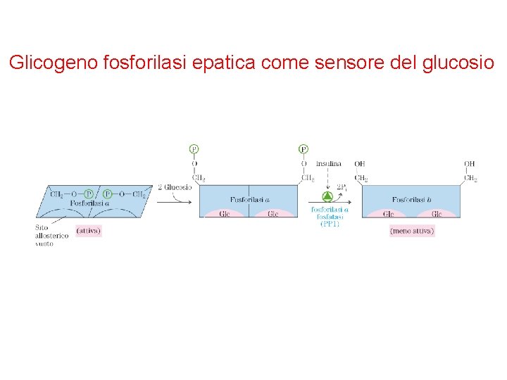 Glicogeno fosforilasi epatica come sensore del glucosio 