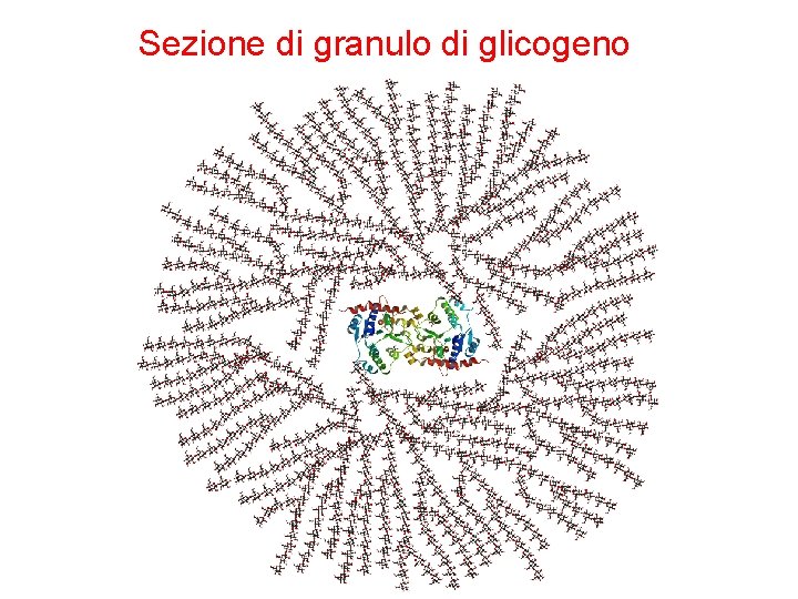 Sezione di granulo di glicogeno 