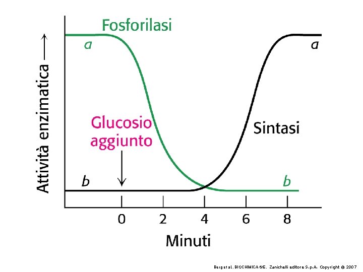 Berg et al. , BIOCHIMICA 6/E, Zanichelli editore S. p. A. Copyright © 2007