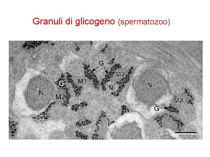 Granuli di glicogeno (spermatozoo) 
