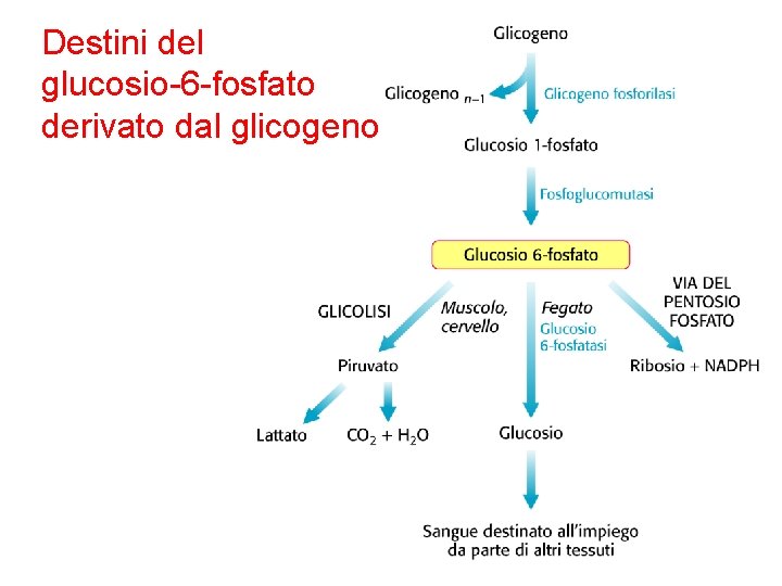 Destini del glucosio-6 -fosfato derivato dal glicogeno 