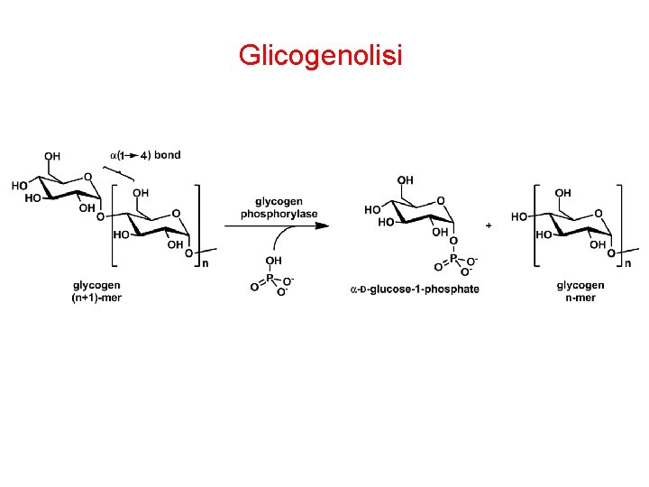 Glicogenolisi 