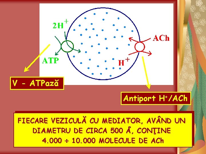 V - ATPază Antiport H+/ACh FIECARE VEZICULĂ CU MEDIATOR, AV ND UN DIAMETRU DE