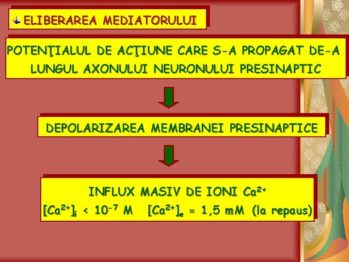 ELIBERAREA MEDIATORULUI POTENŢIALUL DE ACŢIUNE CARE S-A PROPAGAT DE-A LUNGUL AXONULUI NEURONULUI PRESINAPTIC DEPOLARIZAREA