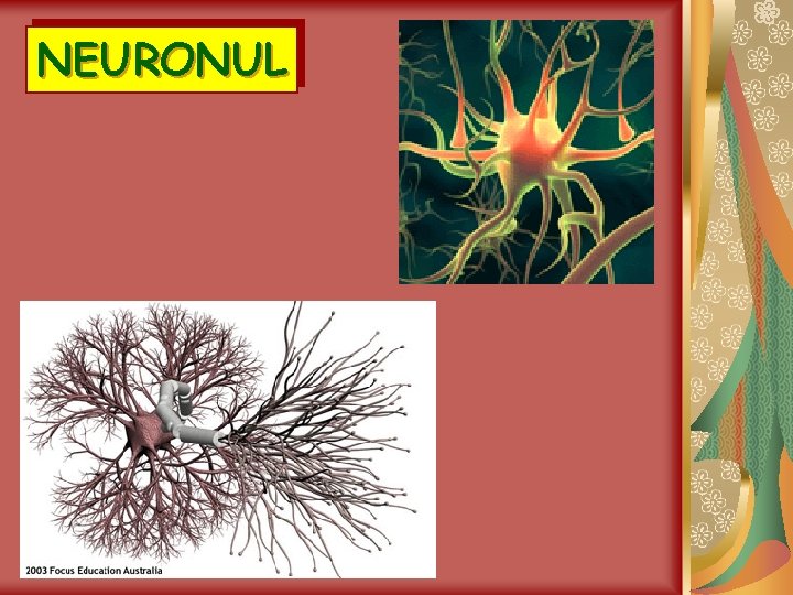 NEURONUL 