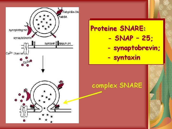 Proteine SNARE: - SNAP – 25; - synaptobrevin; - syntaxin complex SNARE 